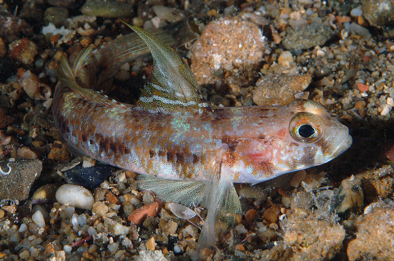 Piccolo ghiozzo da identificare (Zebrus zebrus o Millerigobius macrocephalus)